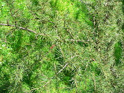 Lebanon Cedar foliage