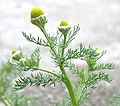 Tunbalderbrå, Matricaria discoidea