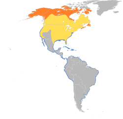 Área de nidificación en amarelo, de migración en amarelo, de invernación en azul (no Caribe e pola costa)