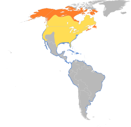 Amerikaanse bontbekplevier