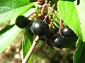 Svart aronia.