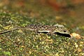 coastal day gecko