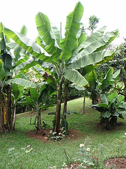 Banánfa (Musa paradisiaca)