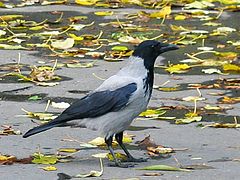Corvo cincento (Corvus cornix)