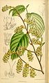 Corylopsis veitchiana 136-8349. jpg