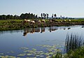 Cows grazing on banks of the Tidan River, within the bounds of the Östens naturreservat