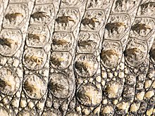 Vue rapprochée de la peau d'un crocodile, avec les écailles bien visibles.