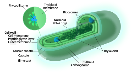 Diagram of a typical cyanobacterial cell