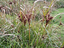 Cyperus ustulatus