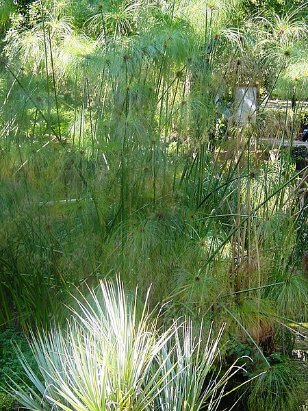 File:Cyperus papyrus.jpg