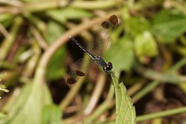 Diplacodes nebulosa