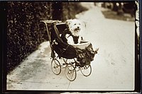 Dog (West Highland White Terrier?) seated in a decorated baby carriage, on a sidewalk. Dog is dressed in a sweater, asi 1905-1910