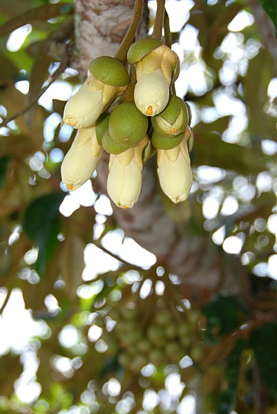 File:Durian flower.jpg