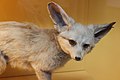 Lapátfülű róka (Otocyon megalotis)