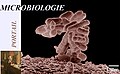 En-tête Portail Microbiologie