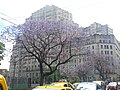 Fachada Facultad de Medicina UBA y el jacarandá