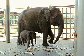 Asiatische Elefantenkuh mit Jungtier