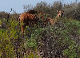 Austrālijas savvaļas kamielis