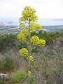 Ferula communis (Ferula)