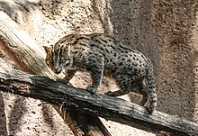 Fishing cat in San Diego Zoo.jpg