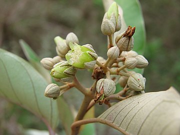 Vismia guianensis