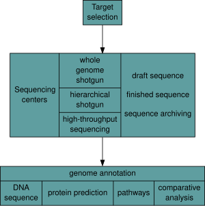 Overview of a genome project. First, the genome must be selected, which involves several factors including cost and relevance. Second, the sequence is generated and assembled at a given sequencing center (such as BGI or DOE JGI). Third, the genome sequence is annotated at several levels: DNA, protein, gene pathways, or comparatively. Genome sequencing project flowchart.svg