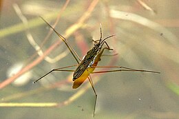 Gerris lacustris