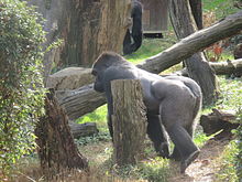 a gorilla on hands and feet, facing left