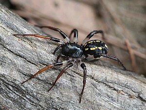 Specio de la genro Nyssus fotita en Berowra, Novsudkimrio, Aŭstralio.