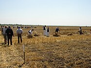 Жетва Скореновац, Војводина