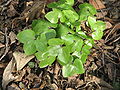 Anemone hepatica leaves