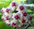 Hoya obovata