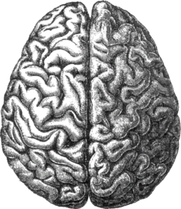 Human brain.png