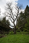 Nussbaum (Juglans regia)