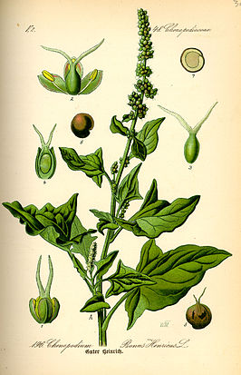 Chenopodiaceae