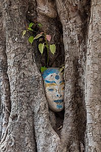 Sculpture ovale de tête humaine en ciment peint incrustée dans un tronc d'arbre après 8 ans, avec des feuilles vertes poussées au-dessus comme un ornement naturel, dans le jardin d'un temple de Don Som. Objet sacré de culte bouddhiste supposé protéger le lieu. Janvier 2019.
