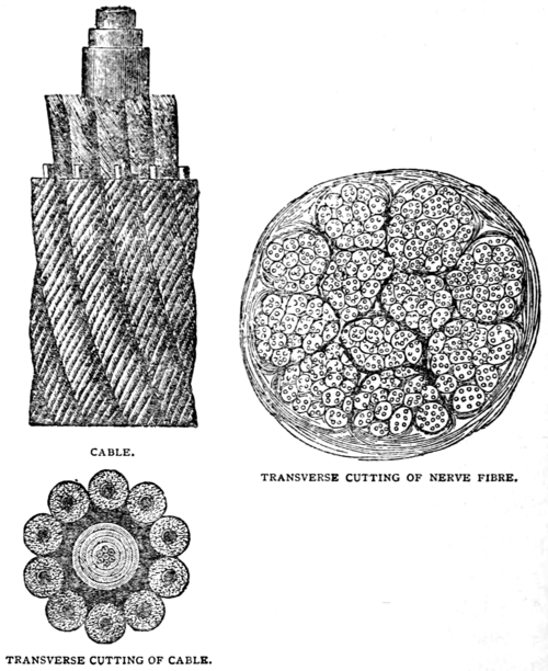 Kapp's transverse cuttings of cable, and of nerve fibre