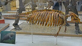 Скелет Kaupitherium gruelli