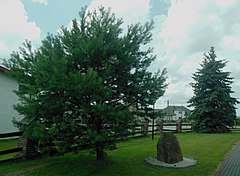 Sosna piska zajmująca lewą połowę zdjęcia, z prawej głaz pamiątkowy, w tle drzewo iglaste i płot