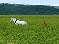 Vignette pour la version du 29 janvier 2013 à 03:26