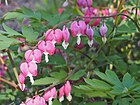 Lamprocapnos spectabilis