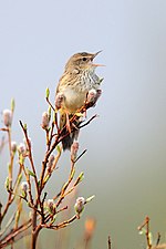 Miniatura para Locustella lanceolata