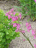 Sticky catchfly