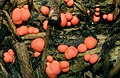 Lycogala epidendrum