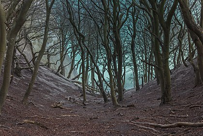 Desfiladeiro íngreme, coberto de faia-europeia (Fagus sylvatica), nas falésias de Møn, Dinamarca. Ao fundo, o mar Báltico. (definição 5 153 × 3 456)