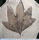 Macginitiea gracilis leaf fossil