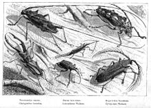 "Remarkable Beetles Found at Simunjon, Borneo". A few of the 2,000 species of beetle collected by Alfred Russel Wallace in Borneo Malay Archipelago Beetles.jpg