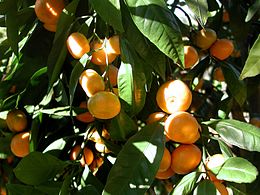 Mandarininis citrinmedis (Citrus reticulata)