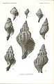 Miocene gastropods from Maryland, 1904