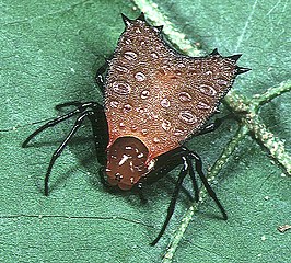 Micrathena clypeata